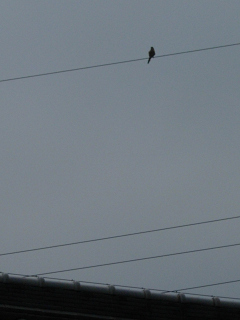 DSCN35310001.jpg