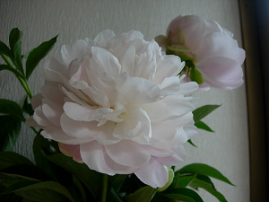 dscn02770002.jpg