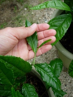 dscn02230011.jpg