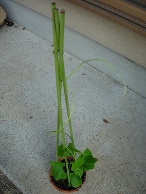 dscn55540001.jpg