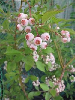 resize1427