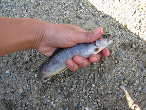 img_15790022.jpg
