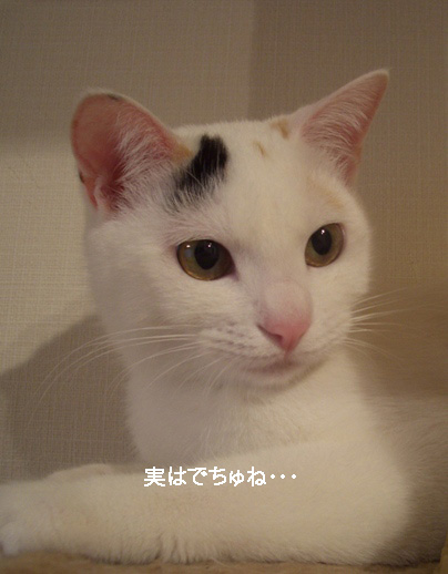 img20080314_7.jpg