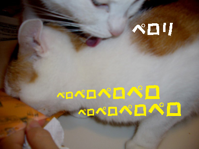 img20071203_2.jpg