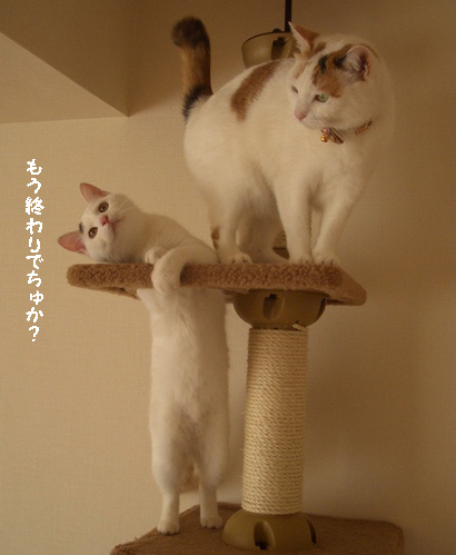 img20080126_5.jpg