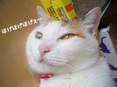 img20080305_4.jpg