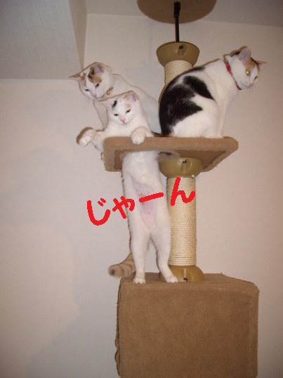 img20080221_3.jpg