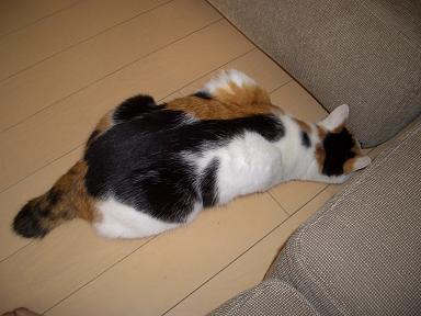 img20070619_7.jpg