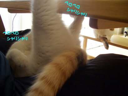img20080130_6.jpg