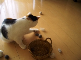 img20070915_3.jpg