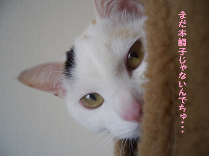 img20080220_2.jpg
