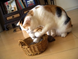 img20070914_3.jpg