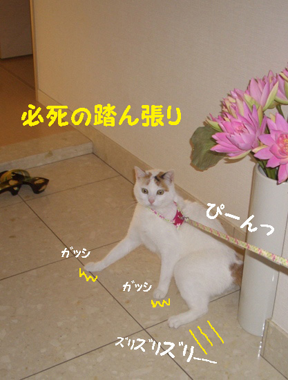 img20080128_6.jpg
