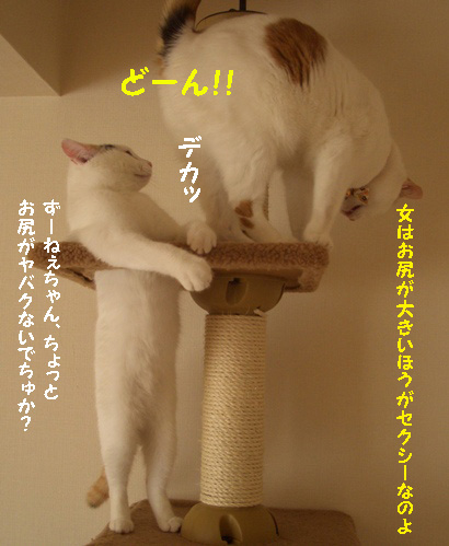 img20080126_4.jpg