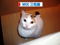 にほんブログ村 三毛猫ブログへ