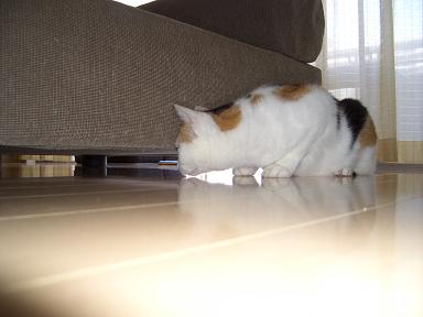 img20070619_4.jpg