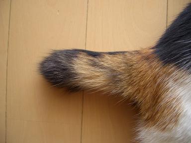 img20070622_5.jpg