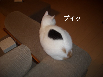 img20080317_2.jpg