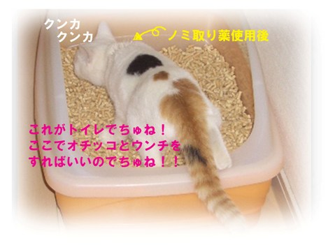 img20071029_2.jpg