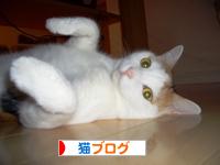 にほんブログ村 猫ブログへ
