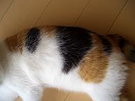 img20070622_8.jpg
