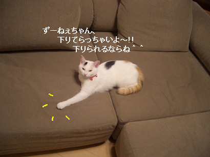img20080311_7.jpg