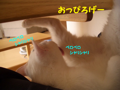 img20080130_2.jpg