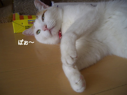 img20080305_3.jpg