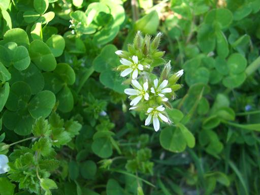 clover.jpg