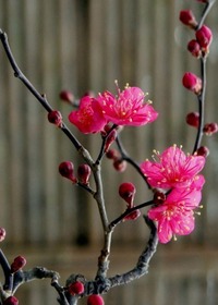 ume -1