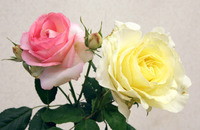 s-s-2C8T2512