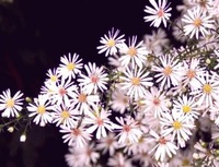 アスター-1