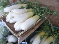 daikon