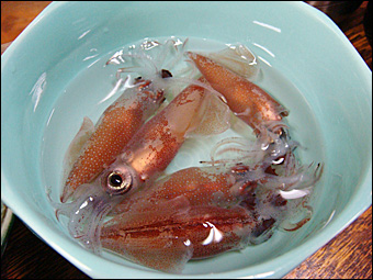 Firefly Squid