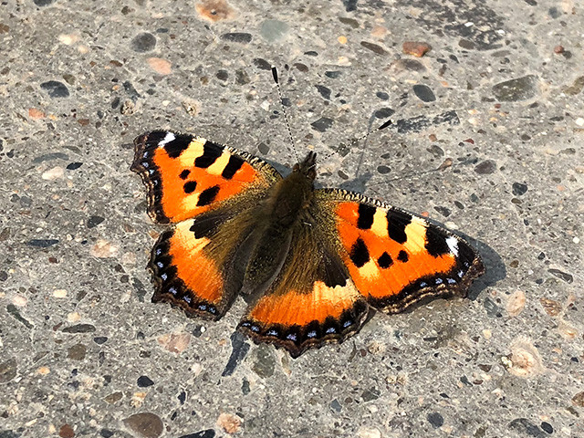 Small Tortoiseshell