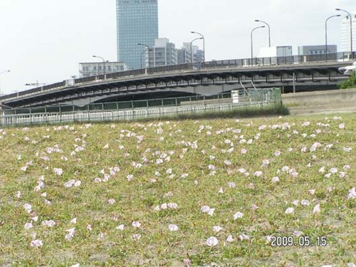 528hamahirugaokimi