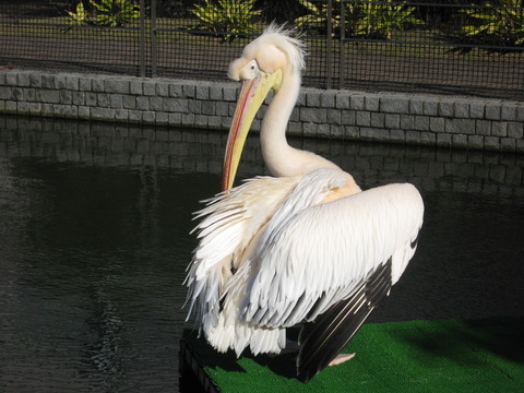 ペリカン 1