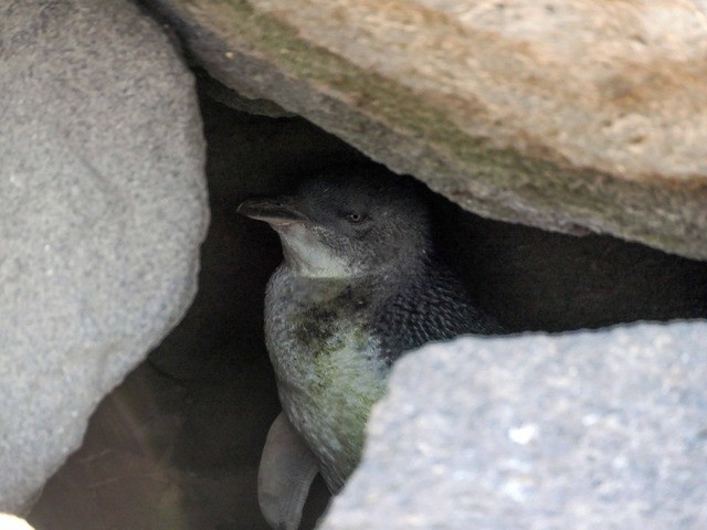 野生のリトル・ペンギン 20_edit