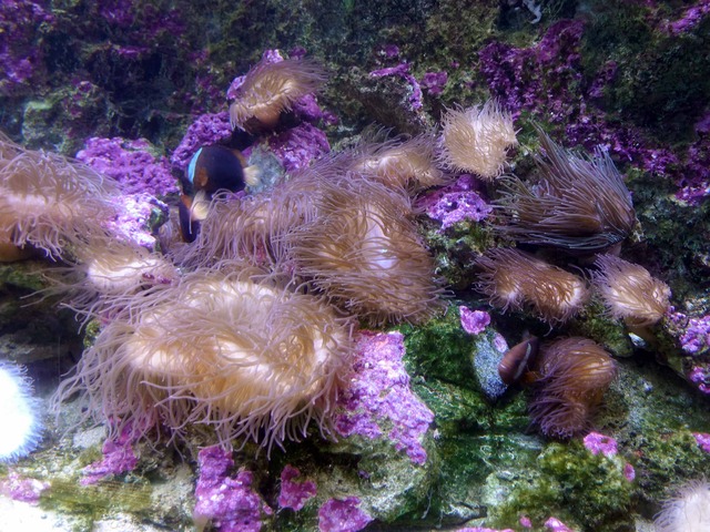カクレクマノミとクマノミ 2_edit
