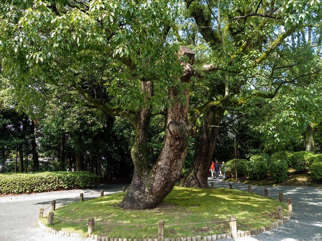 斎館の前 2_edit