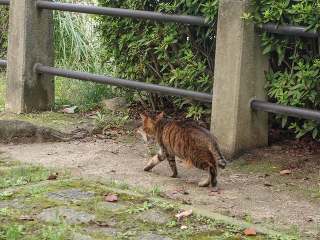 烽火番所跡の猫 2_edit