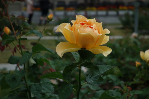 DSC00257