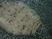 P5260263