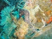 b6