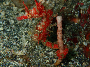P6040071