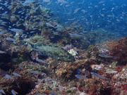 P9130065