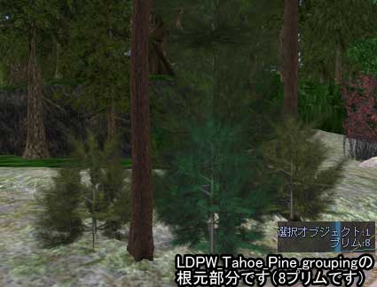 100725tree05