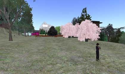 090323sakura00