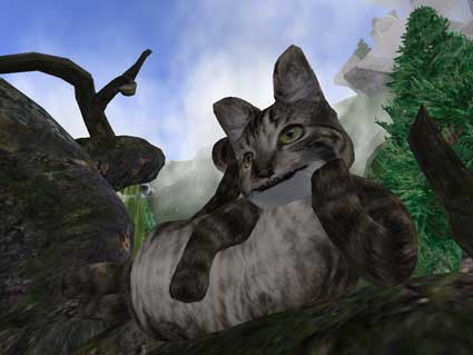 101027cat06