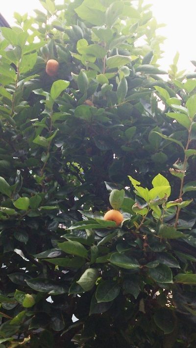 b170920柿の実